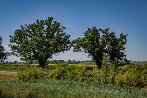 William Davis Homes - Buttercup Fields