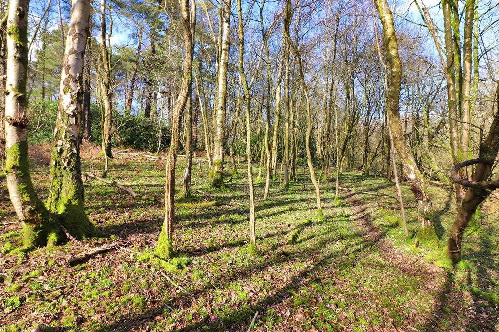 Woodland