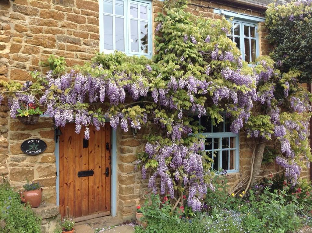 Wisteria In Summer