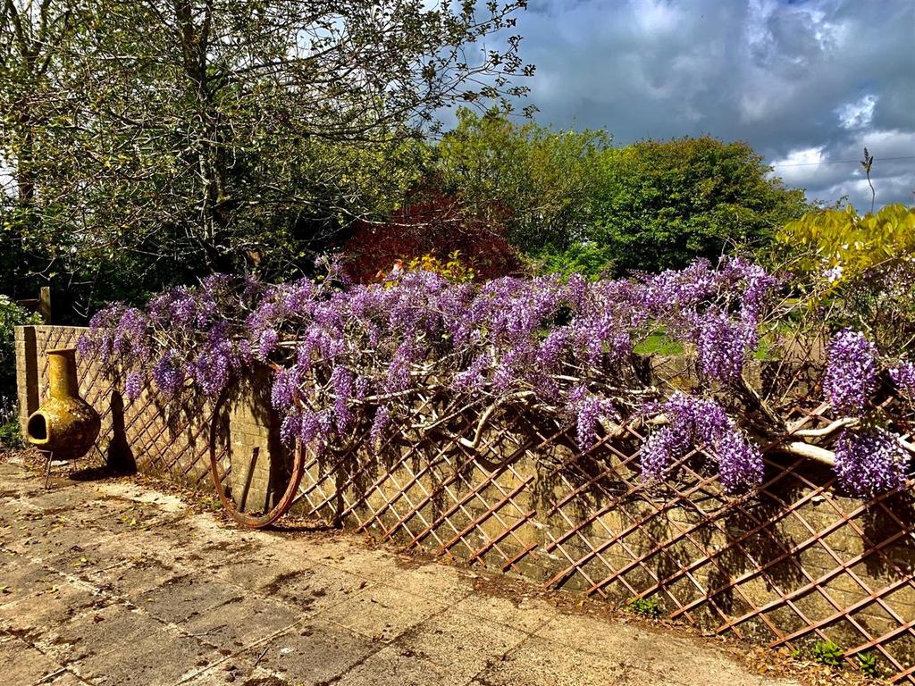 Wisteria.jpg