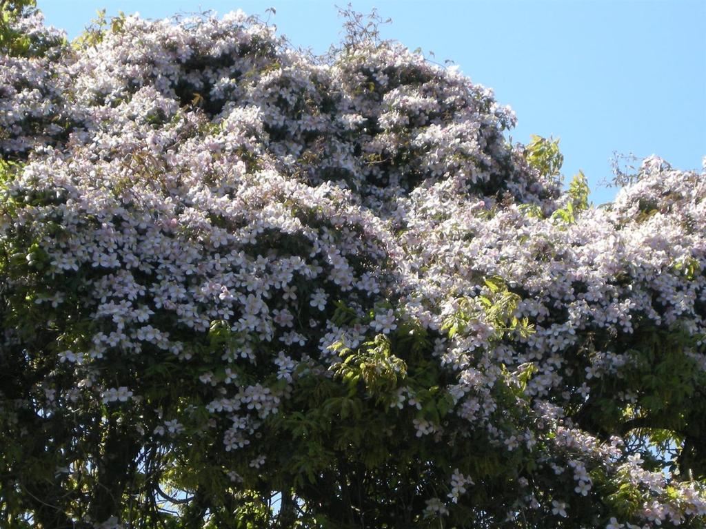 Ramshorn Garden 008.jpg