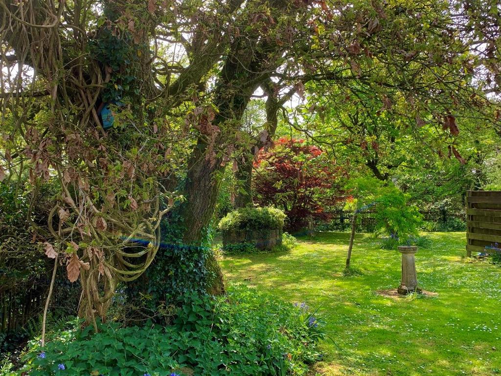 Bird table trees.jpg