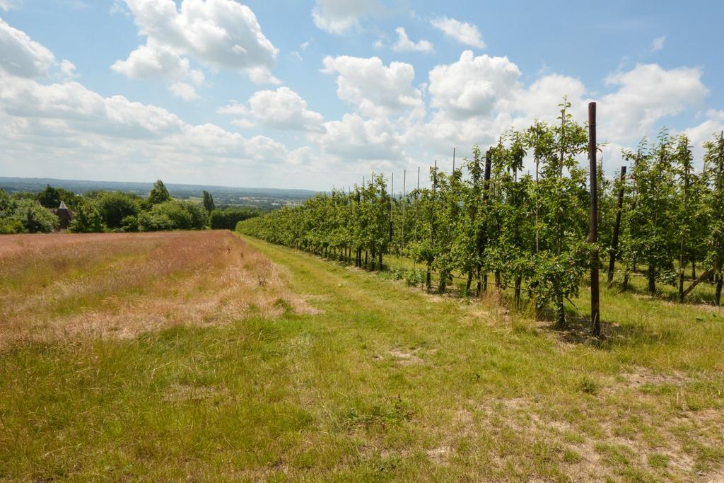 Fruit Orchard