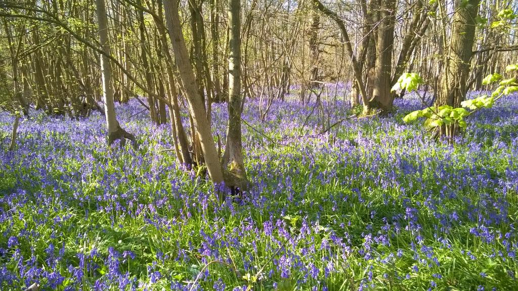 Bluebell Woods