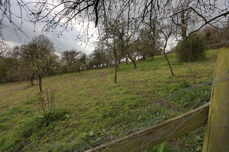 Orchard