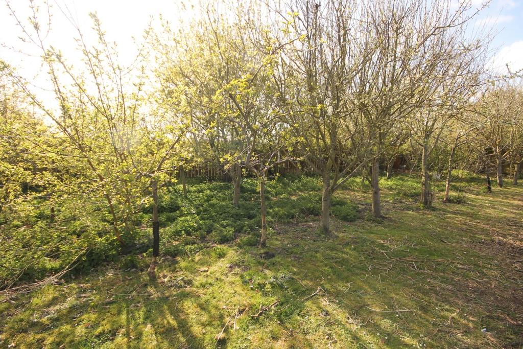 Orchard