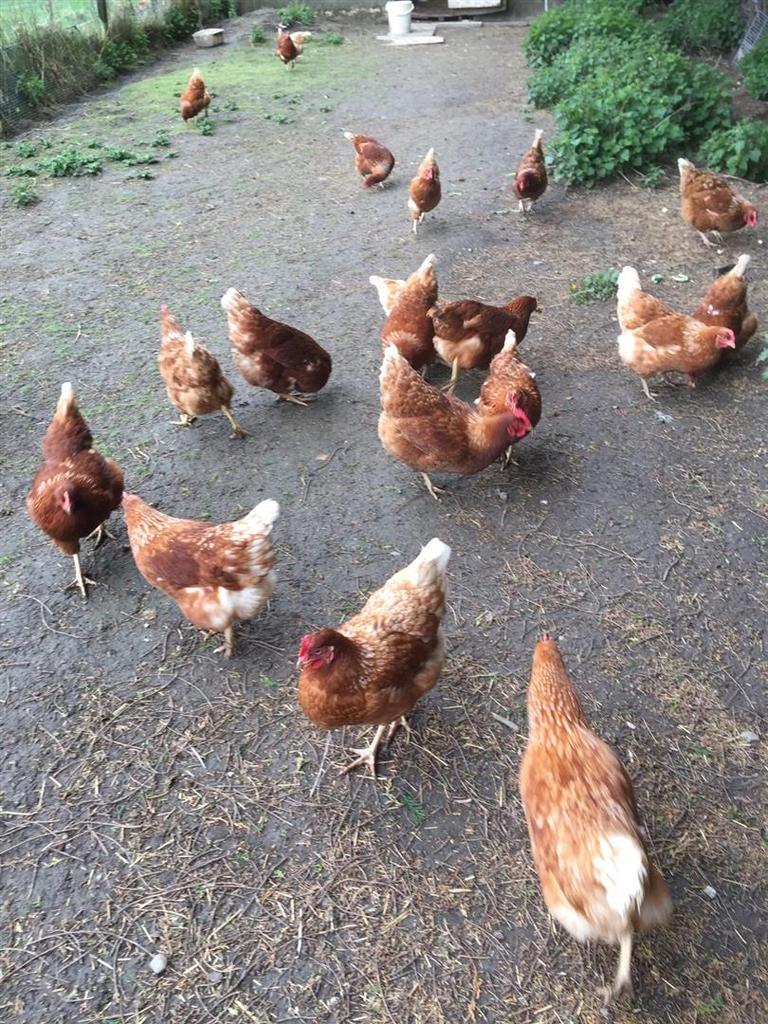 Chickens.jpg