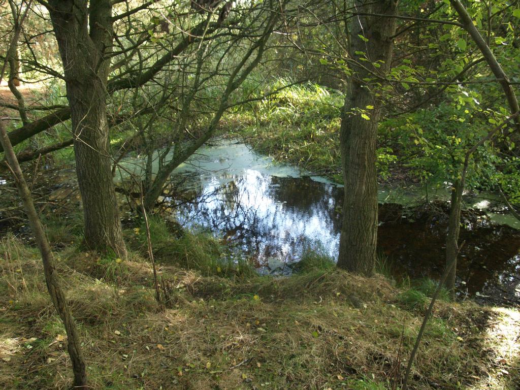Pond