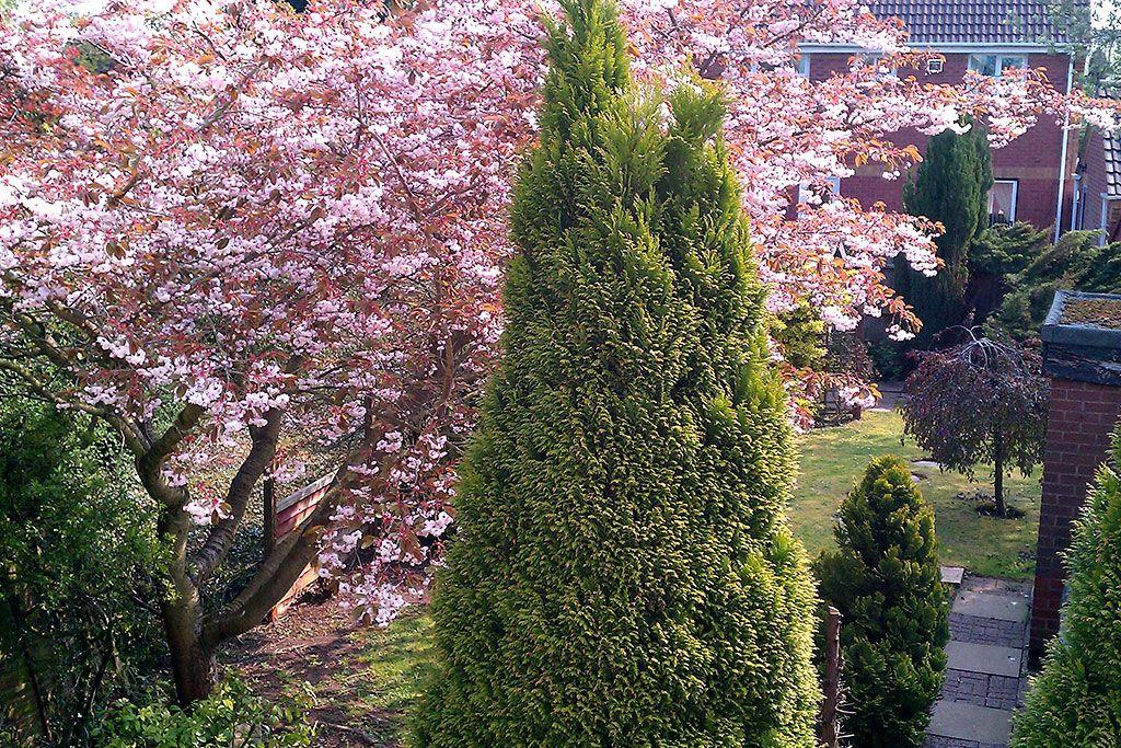 Garden at Back