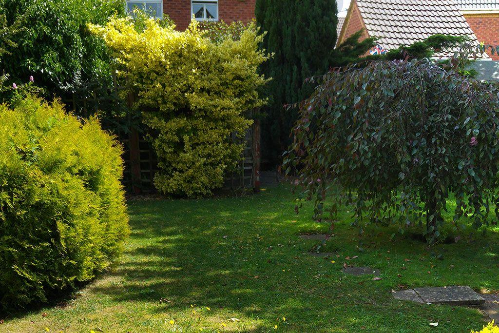 Garden at Back