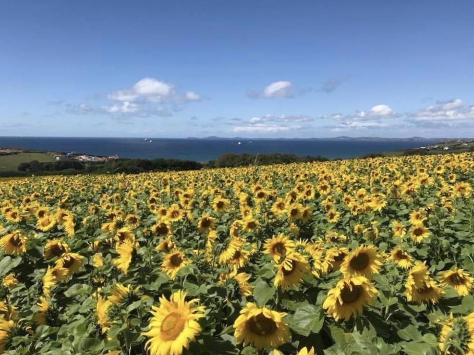Nearby Sunflower Field
