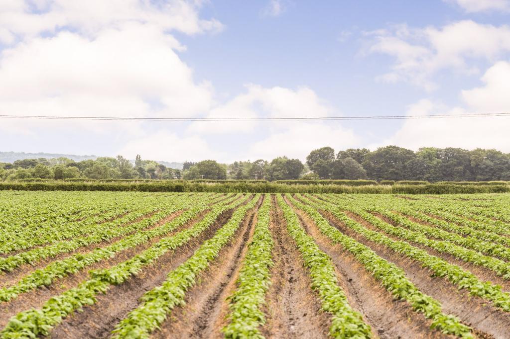 Potato Crop In Lot 2