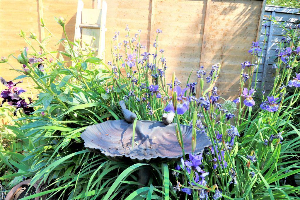 Garden at Back