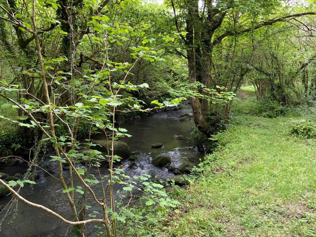 River Bank