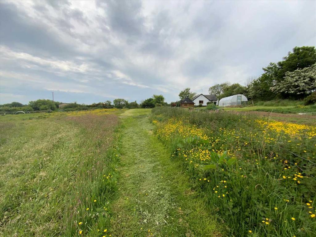 Grazing Fields