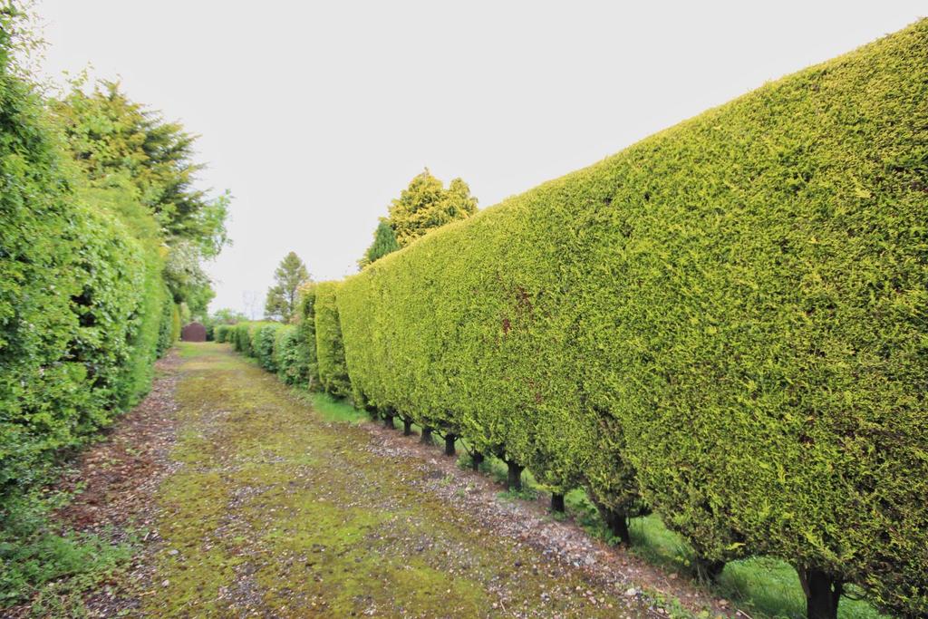 Driveway and hedging to neighbouring garden