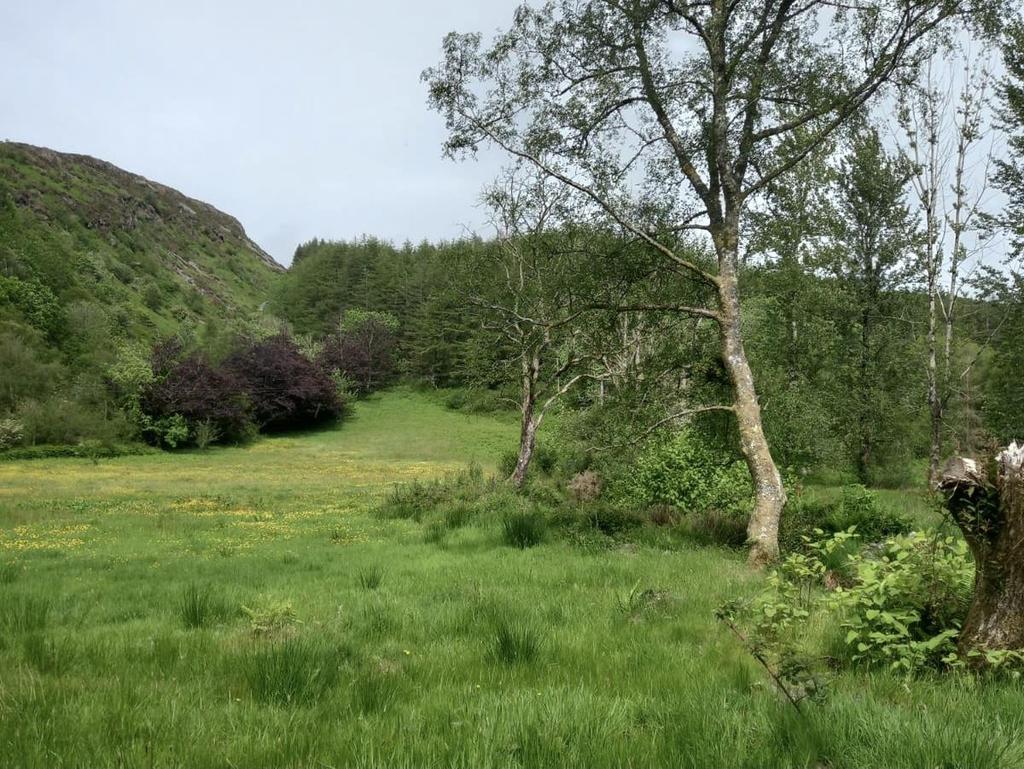 The land