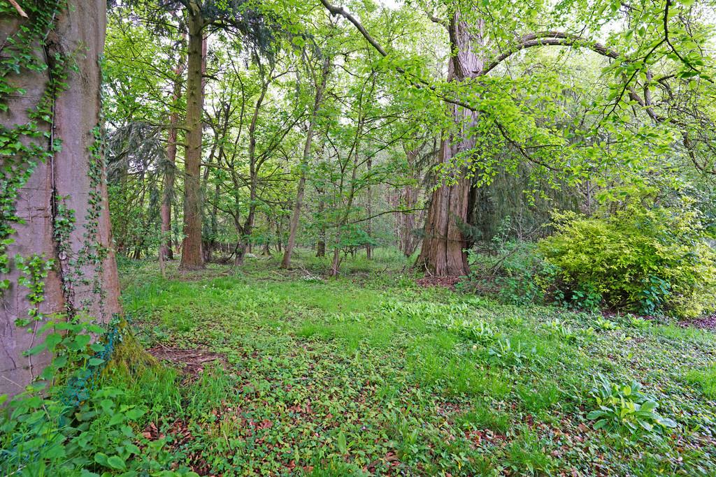 Woodland