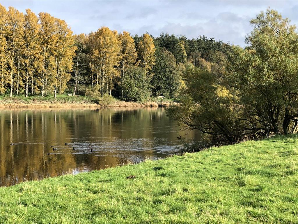 Ducks On River