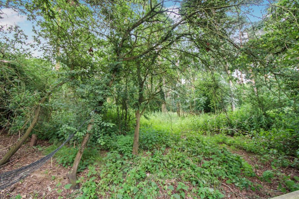 Woodland view