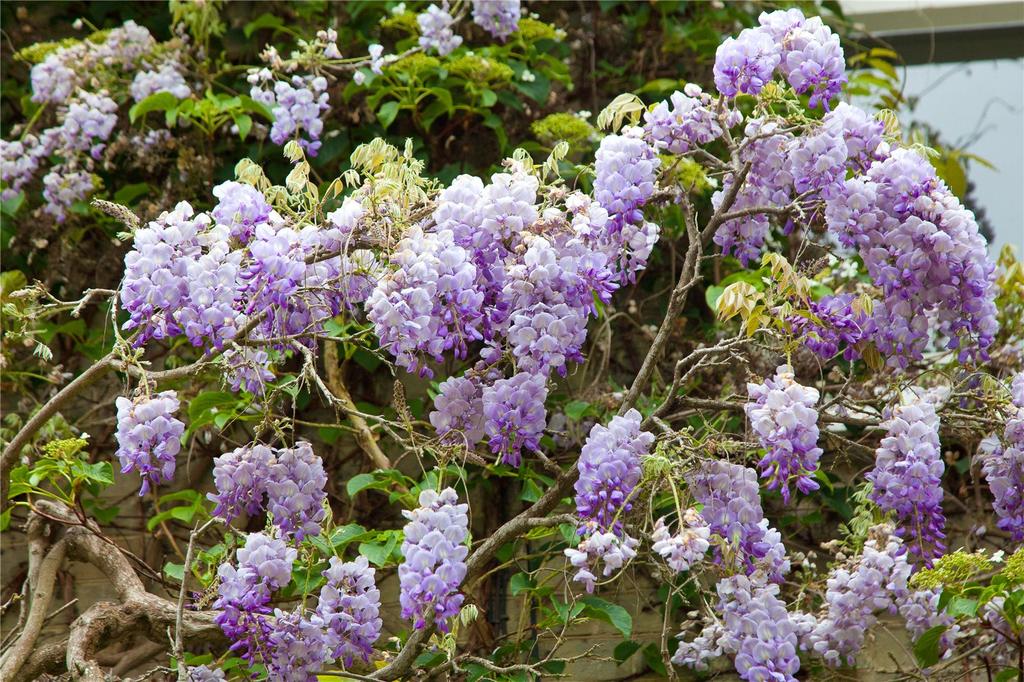 Wisteria