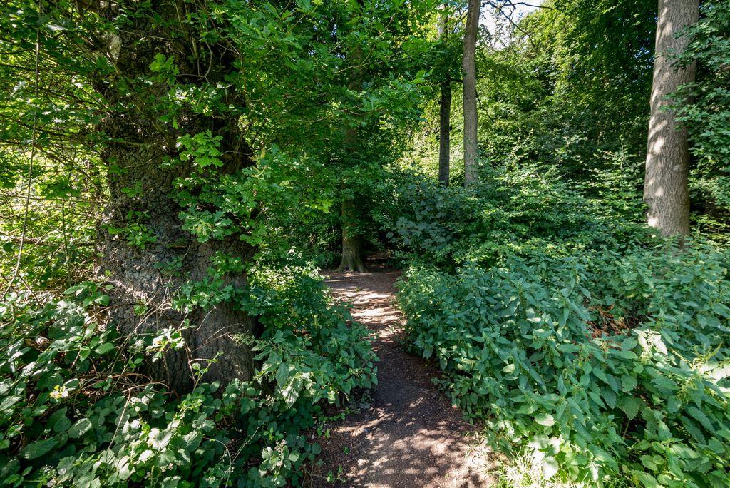 Woods Immediately Adjacent