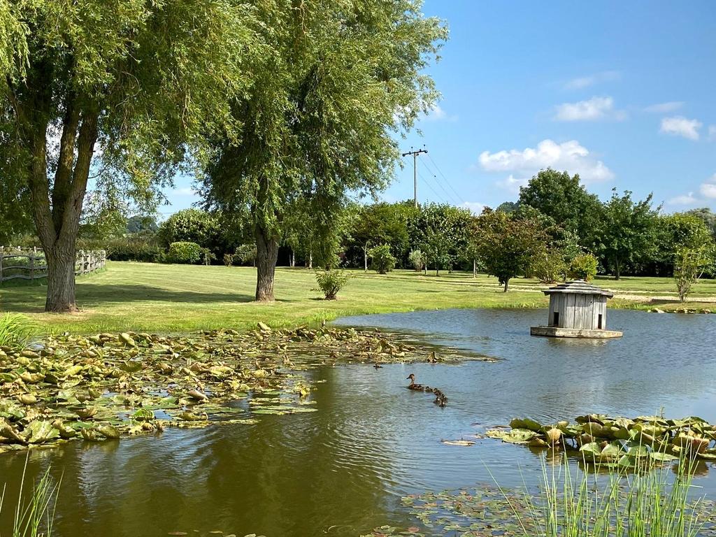 Duck Pond