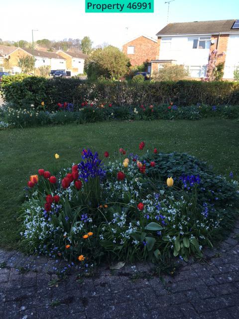 Spring flowers