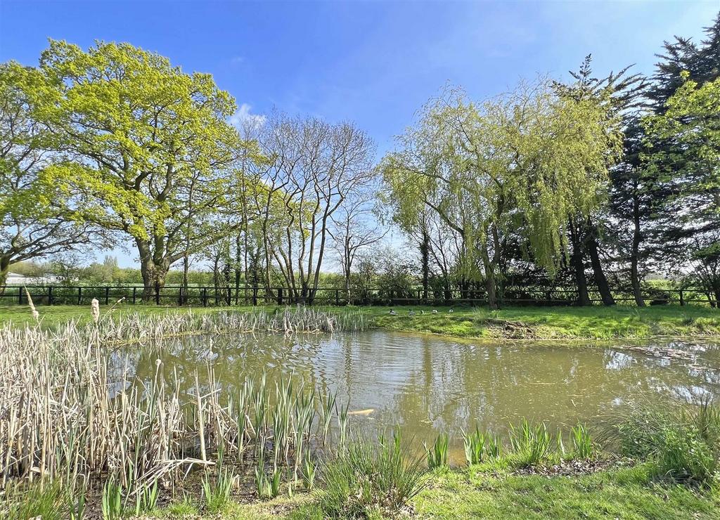 Pond.jpg