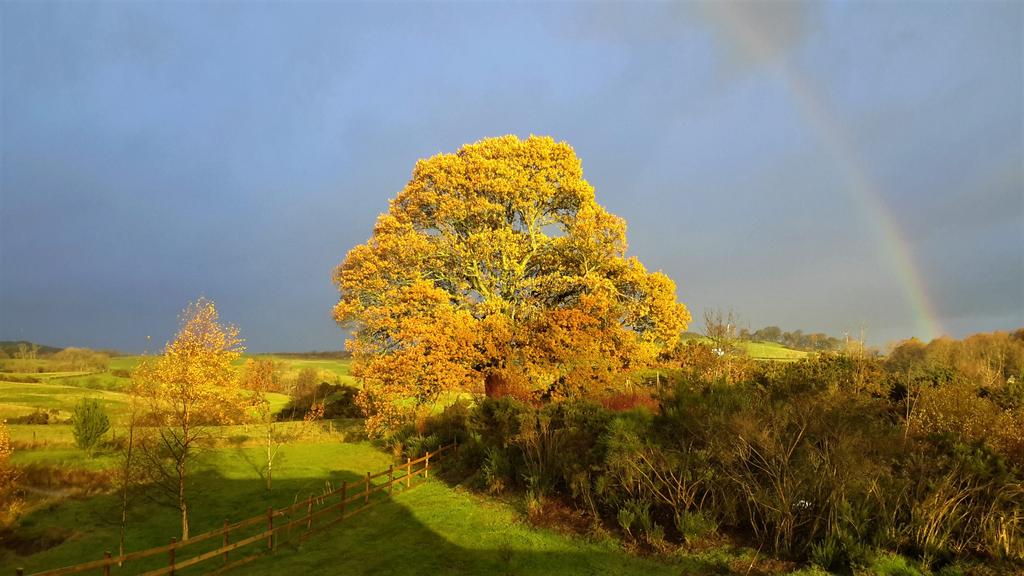 Oak House, Westport, New Galloway - Williamson and