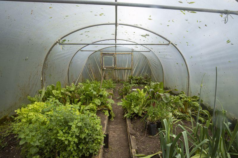 Polytunnel