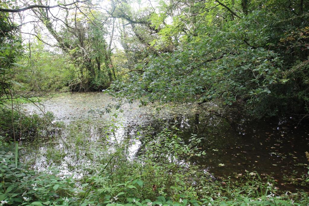 Pond.JPG