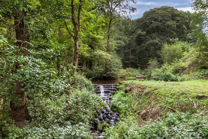 Woodland area