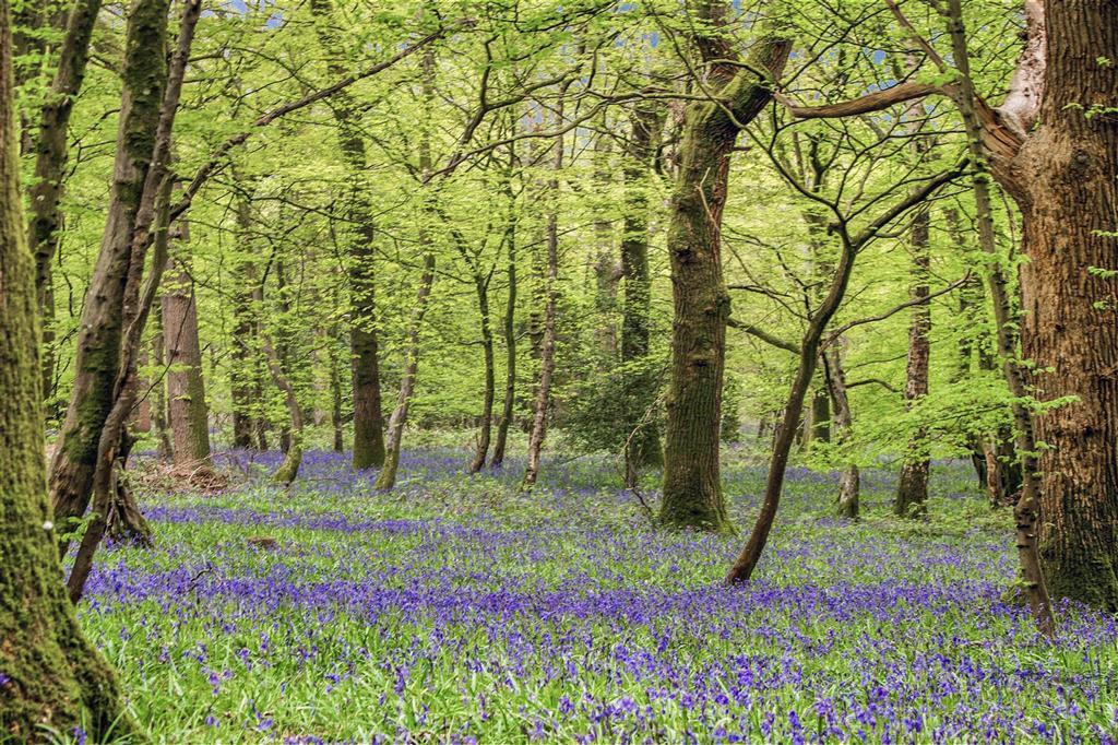 Bluebells