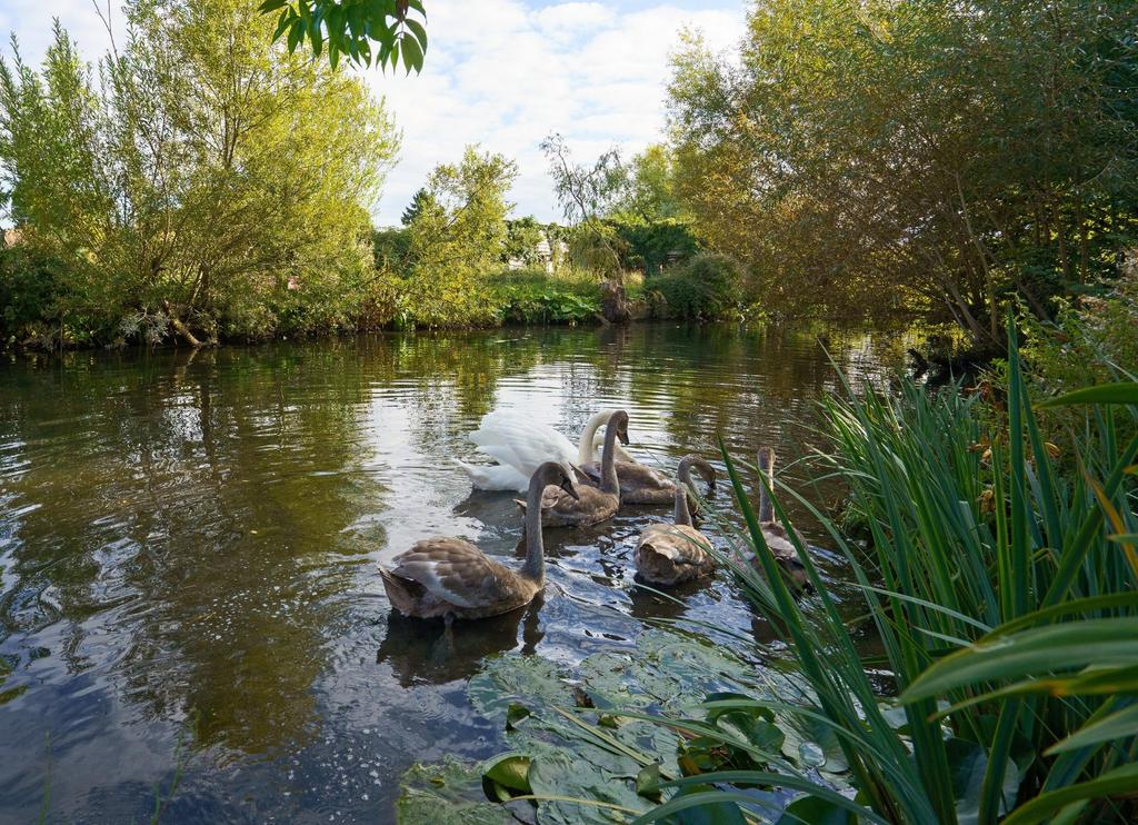 Resident Swans