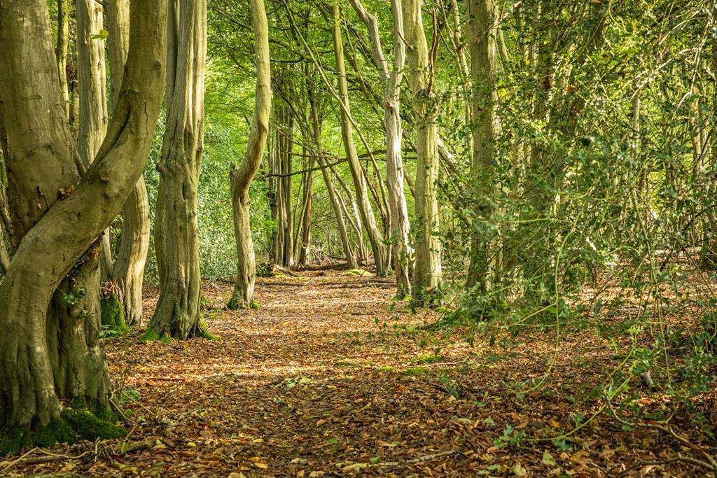 Woodland at Wychwood Park Haywards Heath