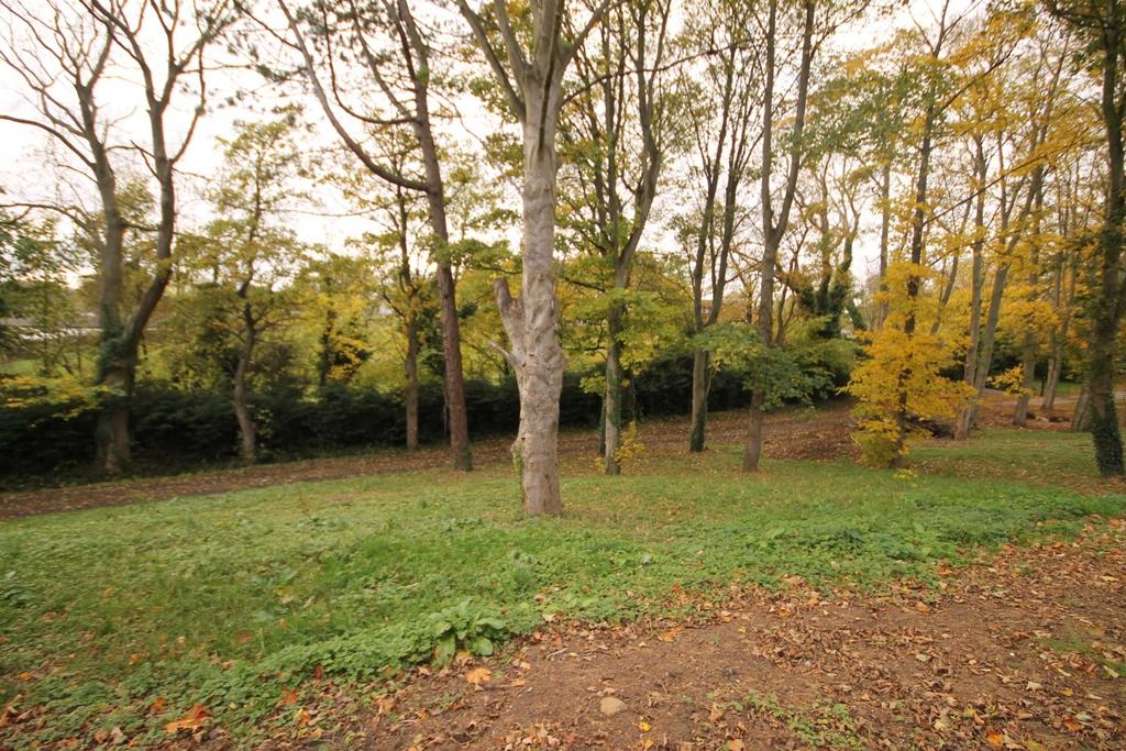 Rear woodland