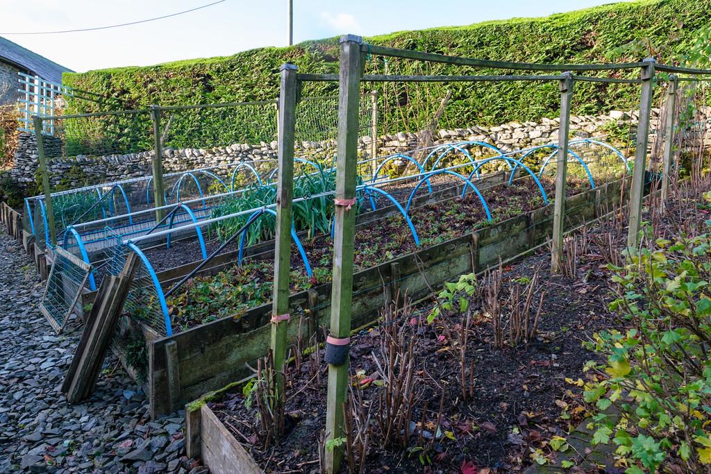Raised vegetable beds