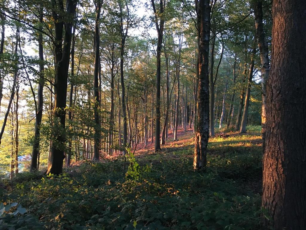 210728 2 Sunset through the trees (1).JPG