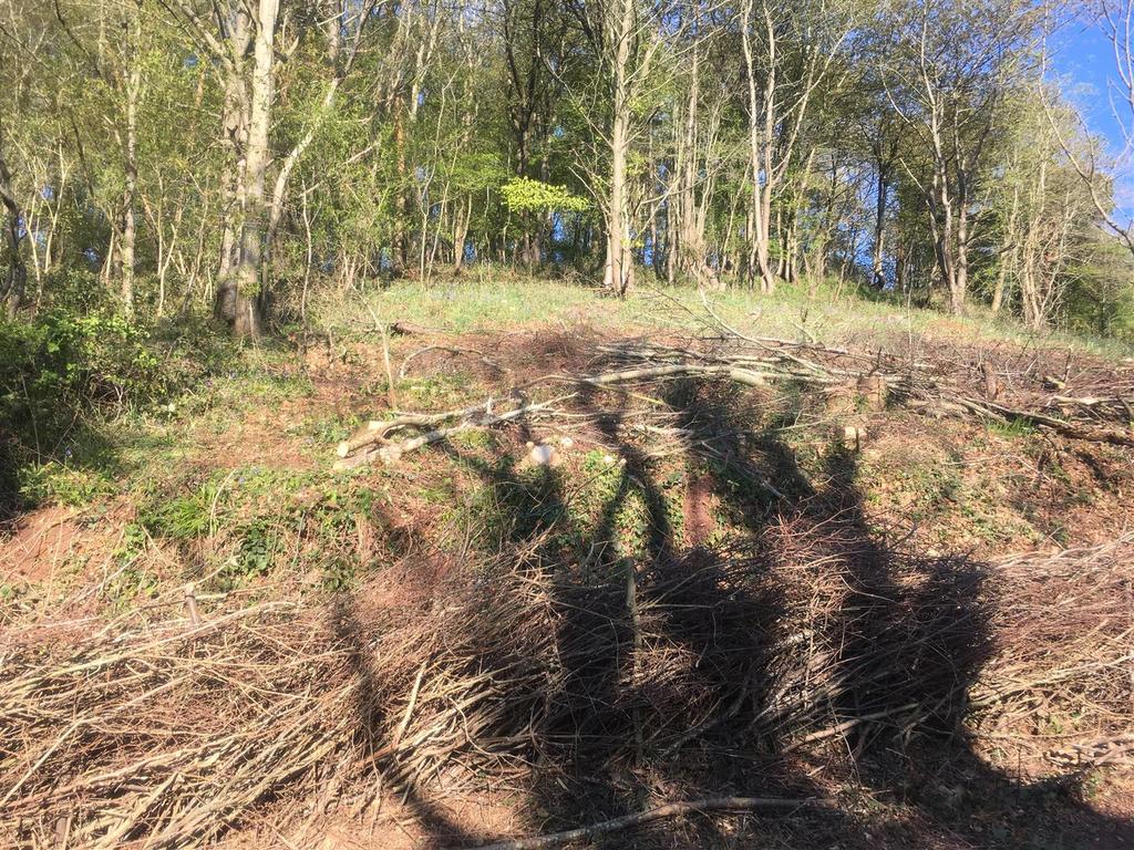 210425 Cleared area.JPG