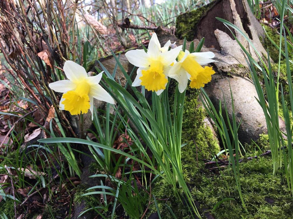 200323 Daffodils in our woodland.JPG