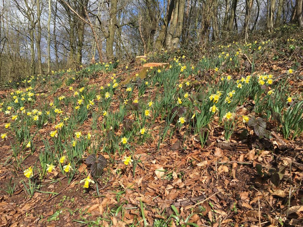 210313i 1 daffodils (1).JPG