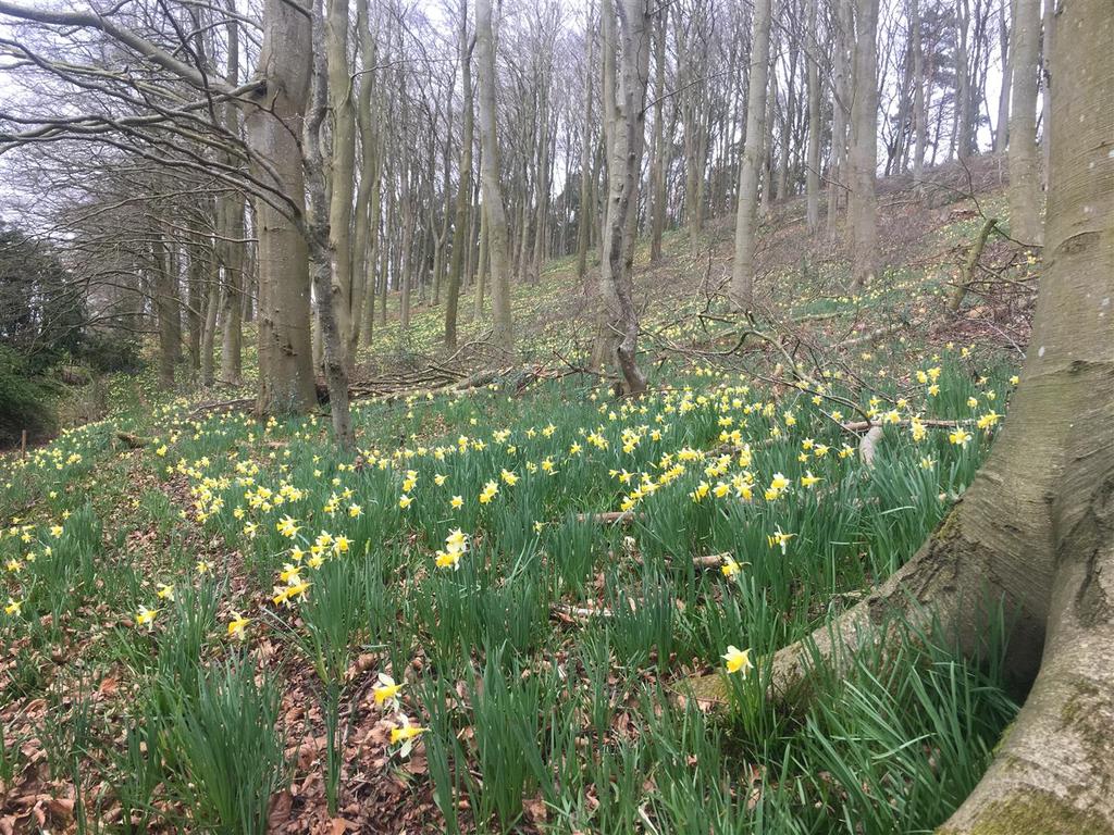 210320 daffodils 1 (1).JPG