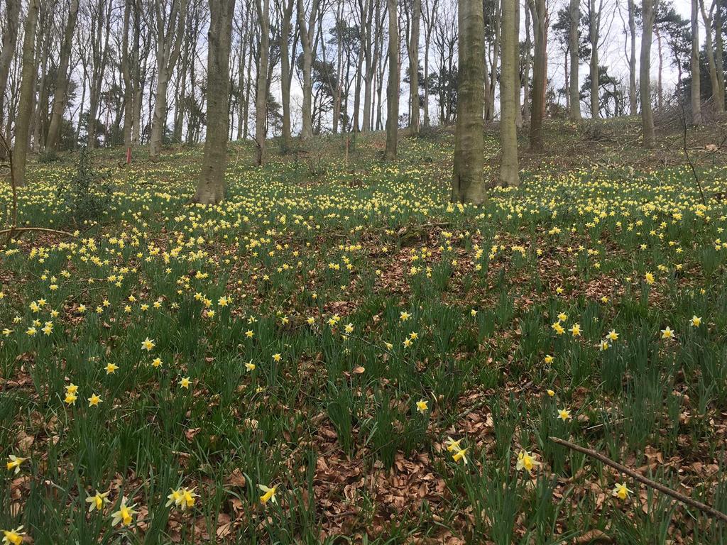 210320 daffodils 5 (1).JPG