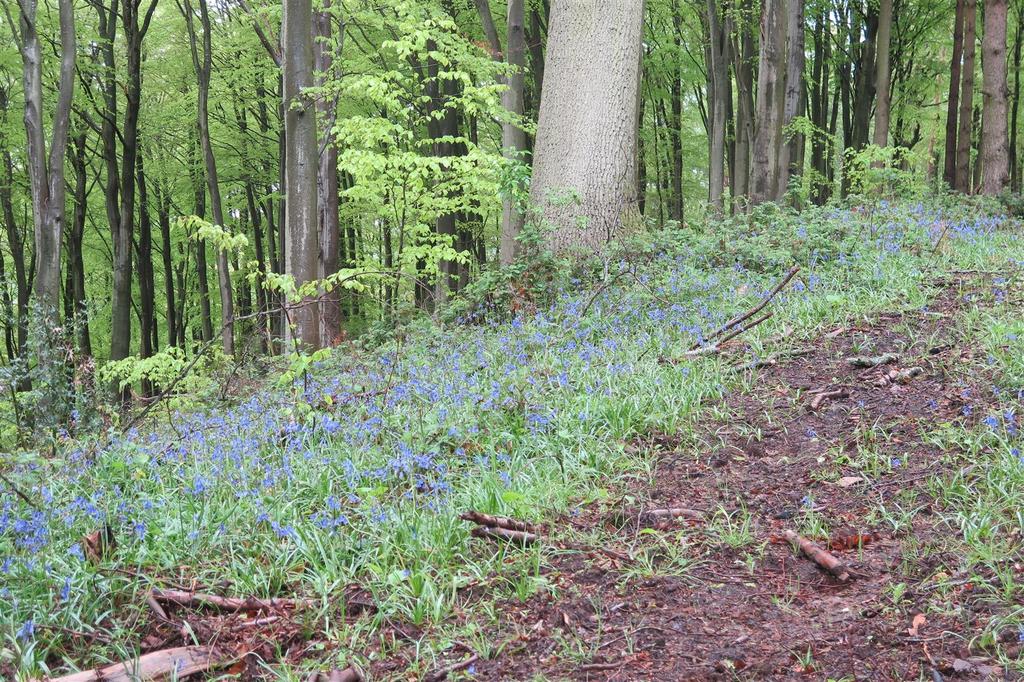 210515 bluebells around oak 2 (1).JPG