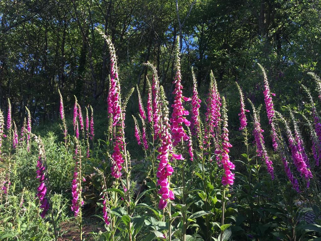 210613i 2 foxgloves.JPG