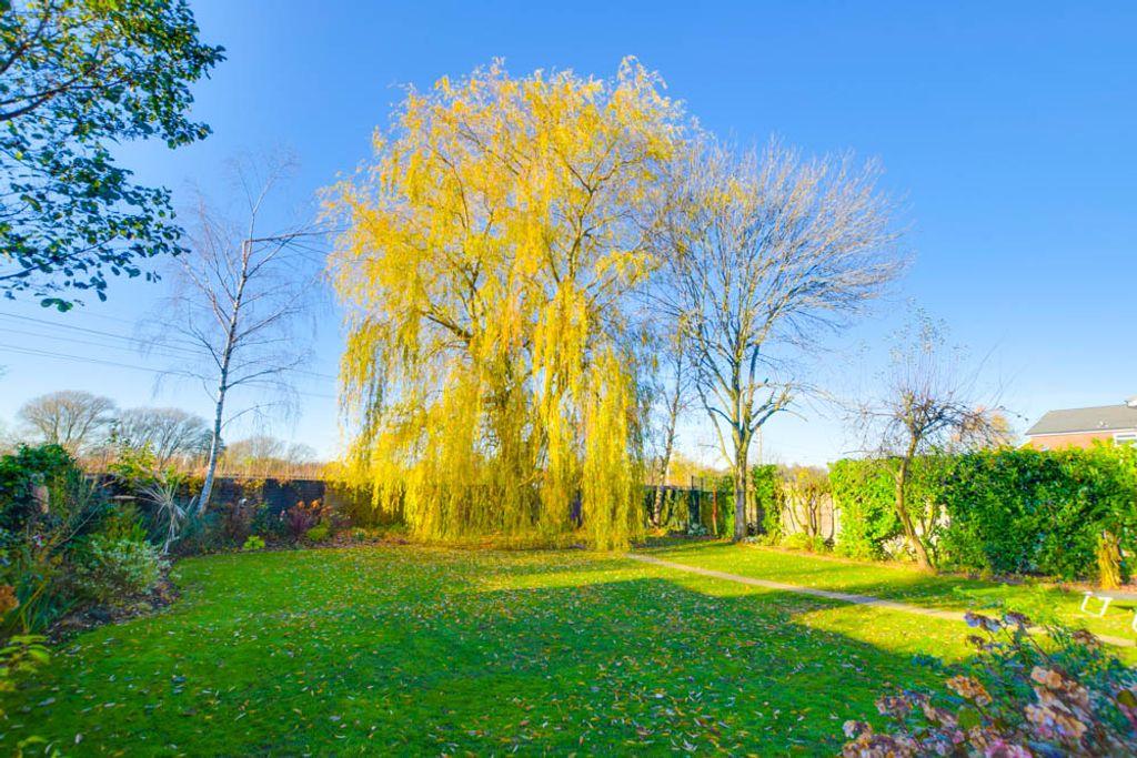 Garden at Back