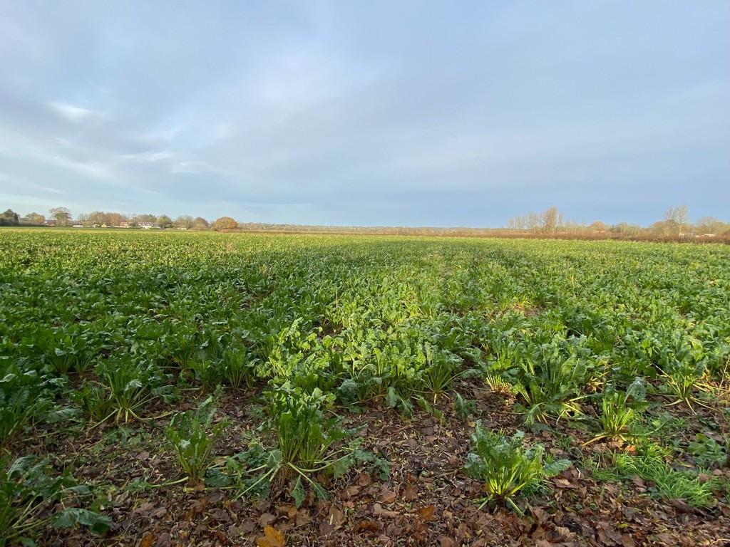 View over fields to the rear