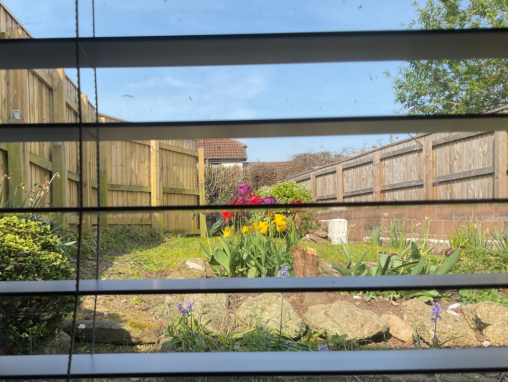 View from lounge to garden