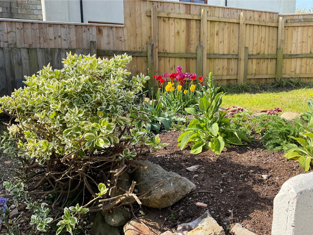 Rear garden